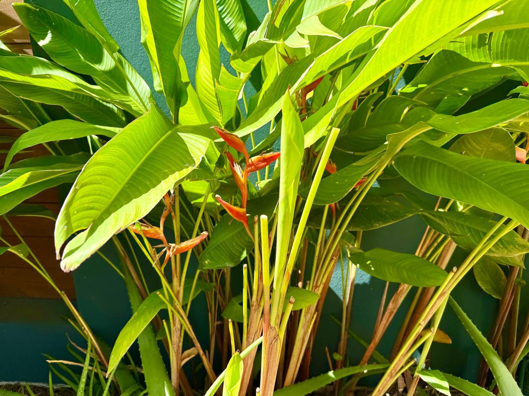 Aloes - Villa Salba. Panoramic View. Étang-Salé les Bains Zewnętrze zdjęcie